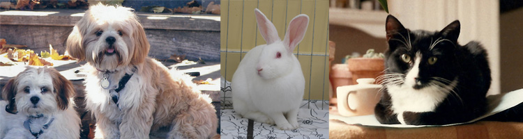 dogs, cats, rabbits