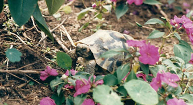 Turtle